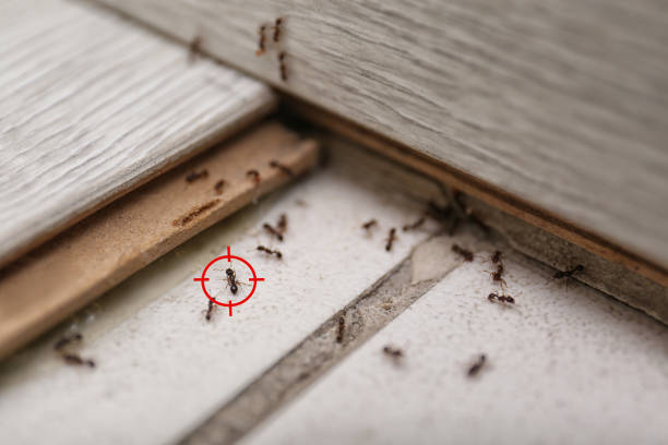  New Burlington, OH Pest Control Pros
