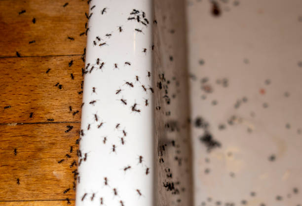 Best Pest Control for Businesses  in New Burlington, OH