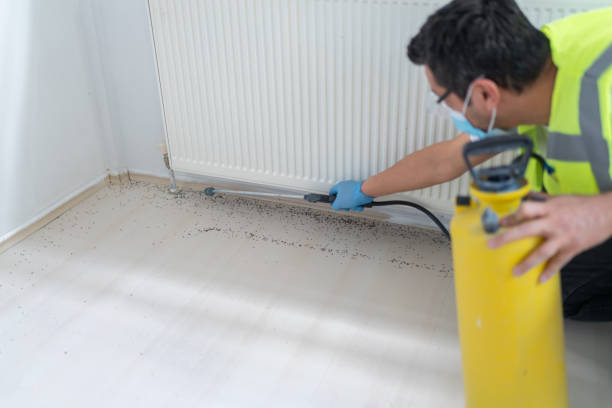 Wasp Removal Services in New Burlington, OH